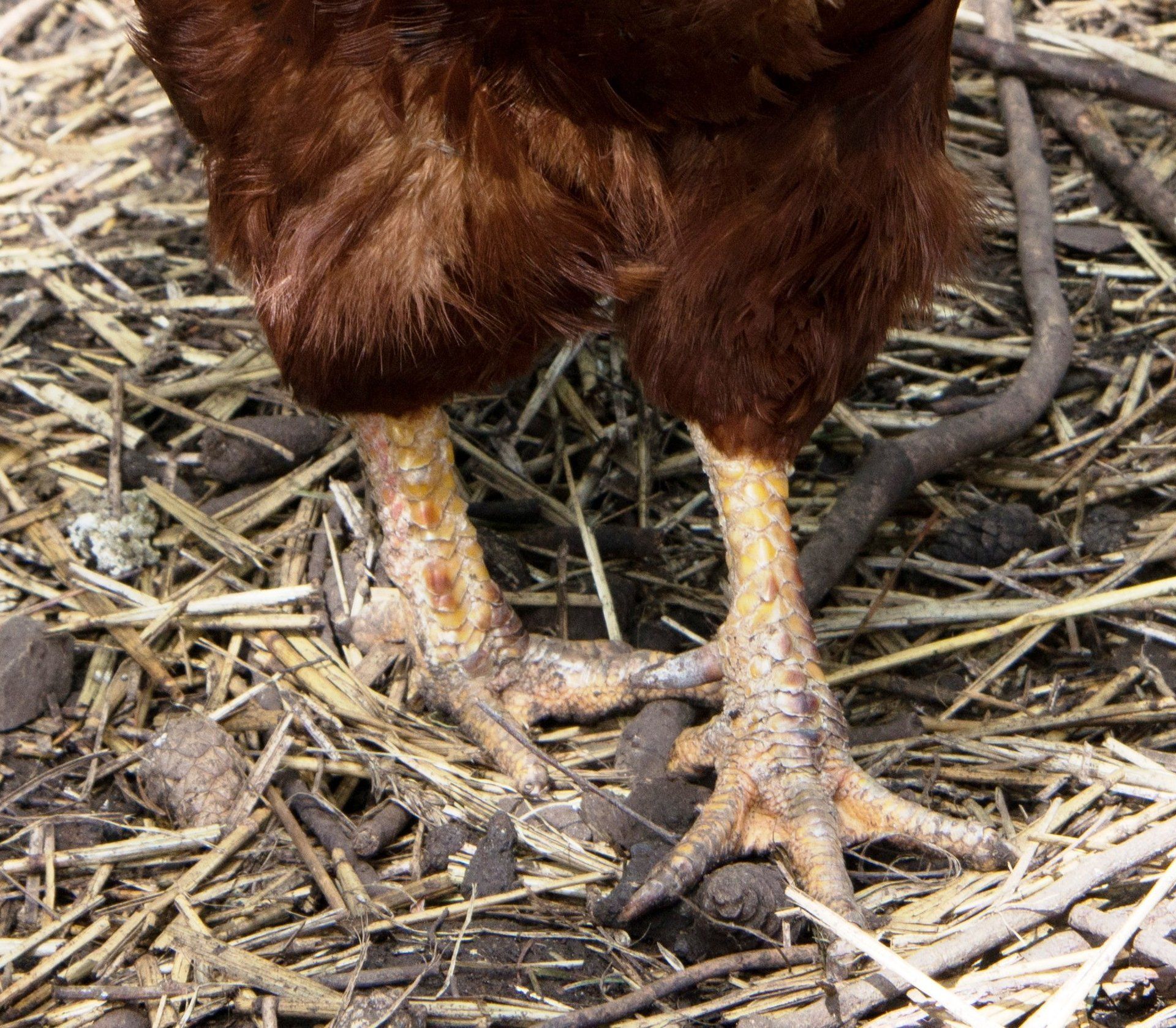 Hen Health